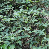 Strobilanthes lupulina Nees